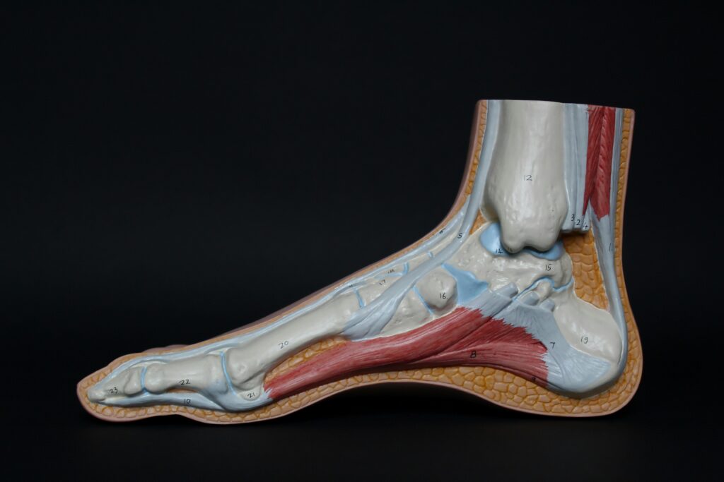 Plantar facia rendered image